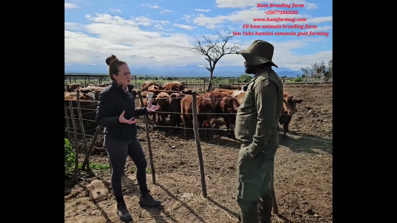 See cattle and sheep feedlot  and  It was Aworded as the best butchery is south africa( value chain