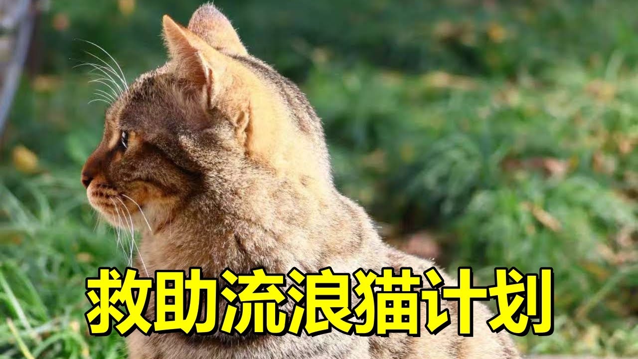 绝育了第一只流浪猫，我就开始了救助流浪猫的计划，希望一切顺利