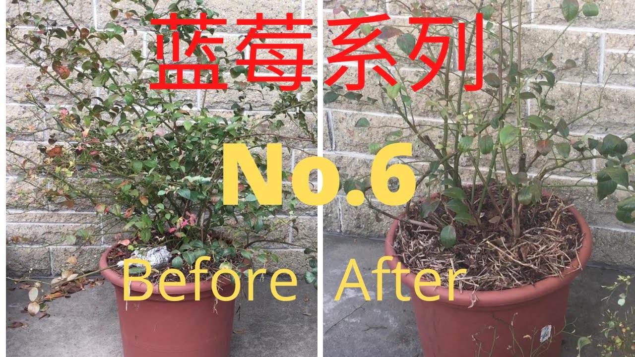 如何种蓝莓（No.6)/盆栽蓝莓冬季修剪(剪枝)/仔细分辨花芽和叶芽，新枝和老枝，来年花满枝头，硕果累累。
