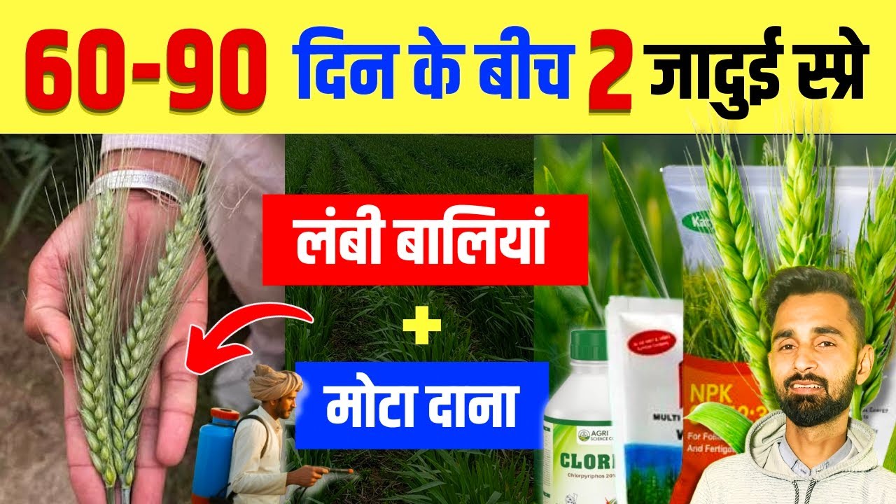 60–90 दिन के बीच 2 जादुई स्प्रे 🌾 | गेहूं में लंबी बालियां + मोटा दाना पक्का