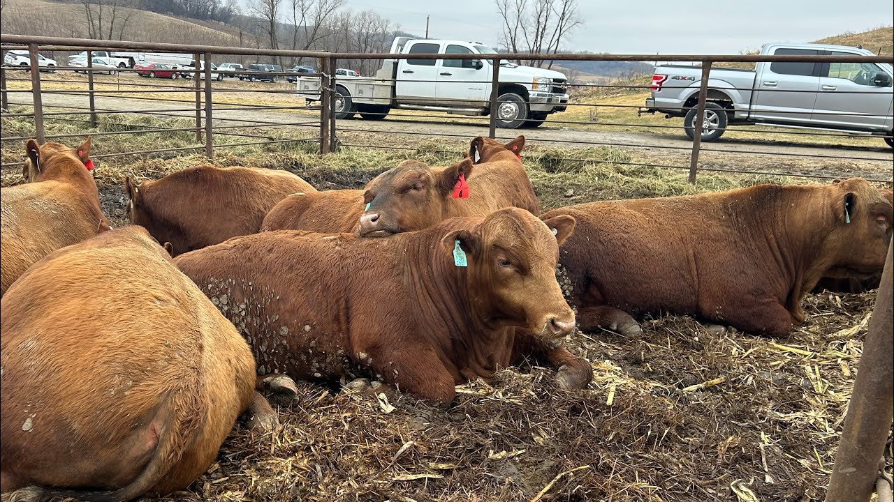 Going to a Bull Sale and little tour of my Buddies Farm!! 