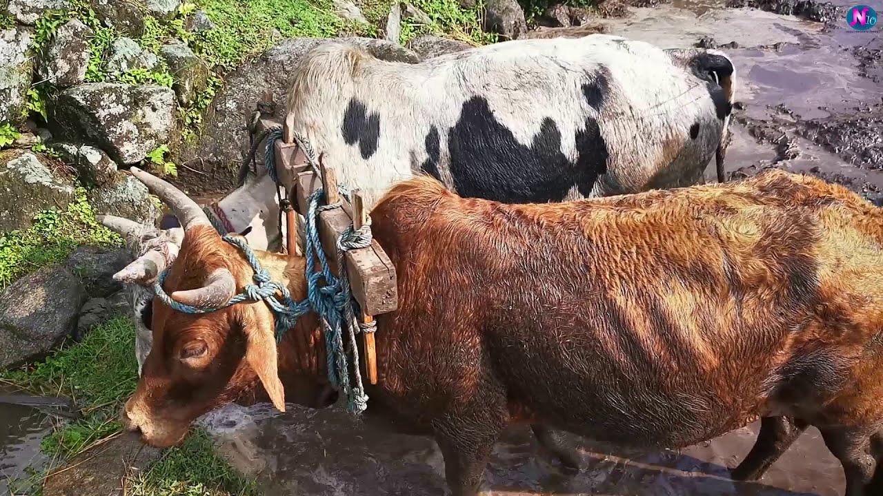 Makalu Gaupalika Sankhuwasabha