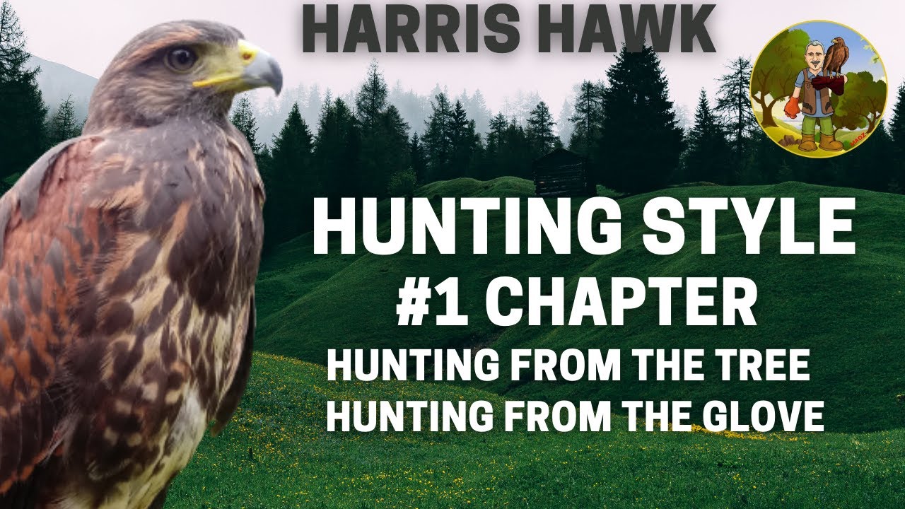 Harris hawk hunting style, Poiana di Harris, stili di caccia.