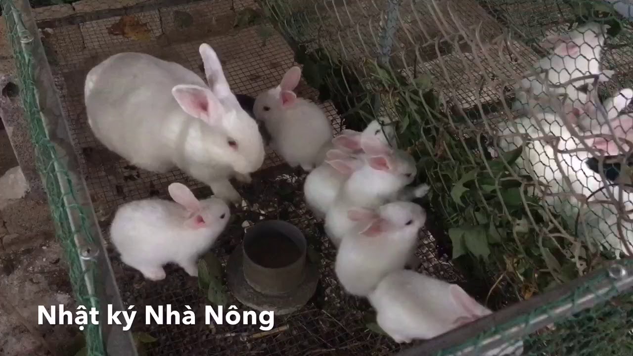 Thỏ con bao nhiêu ngày thì tách mẹ | cách nuôi thỏ | NKNN