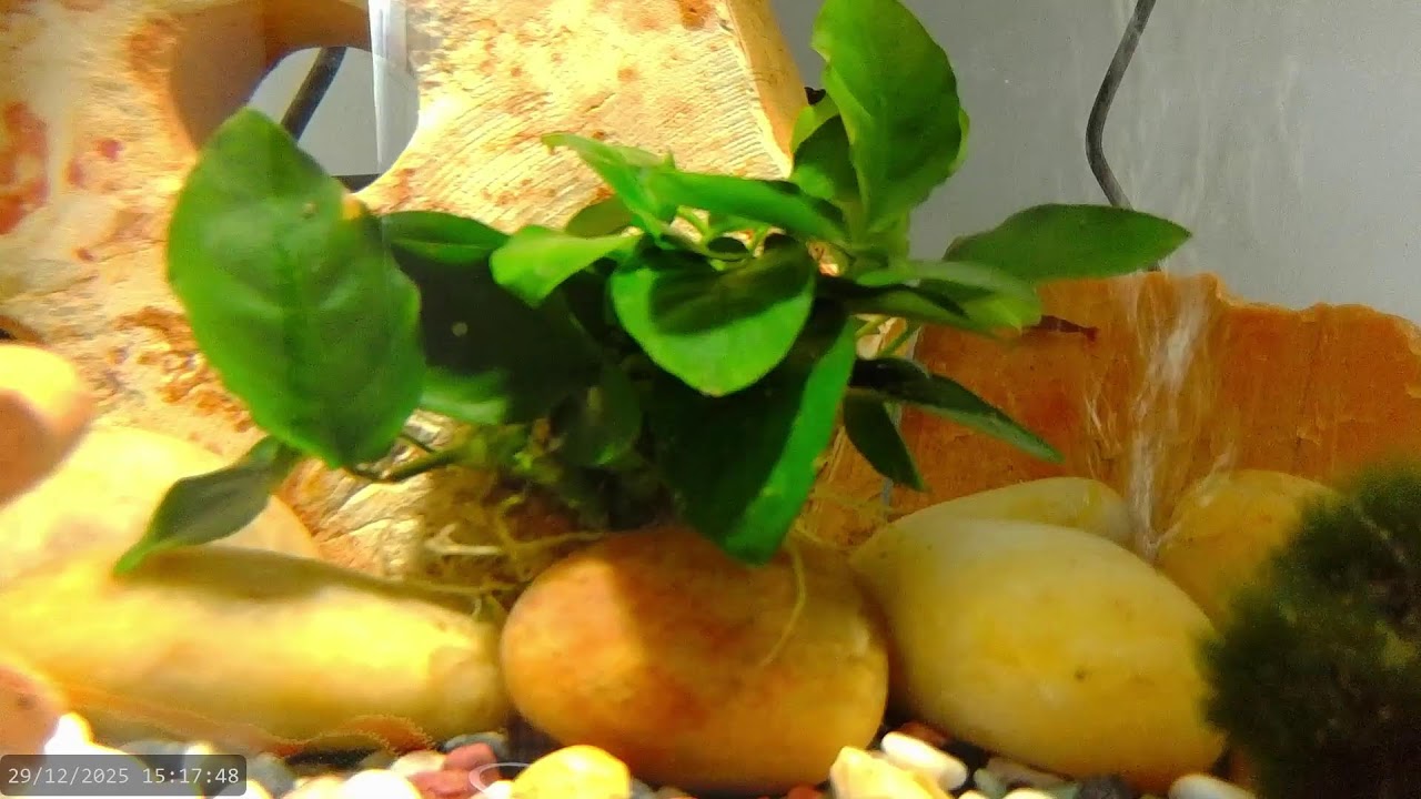 Shrimp LIVE - Found one!