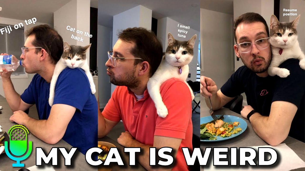 Weird Things Our Cats Do