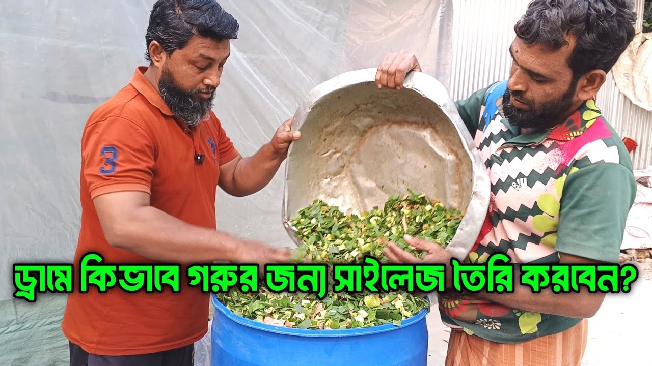 ড্রামে কিভাবে গরুর জন্য সাইলেজ তৈরি করবেন? 🐄🌱
