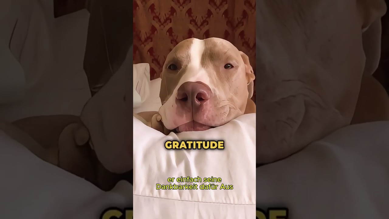 Mlem im Schlaf hei&szlig;t: Dein Hund vertraut dir und f&uuml;hlt sich sicher bei dir.