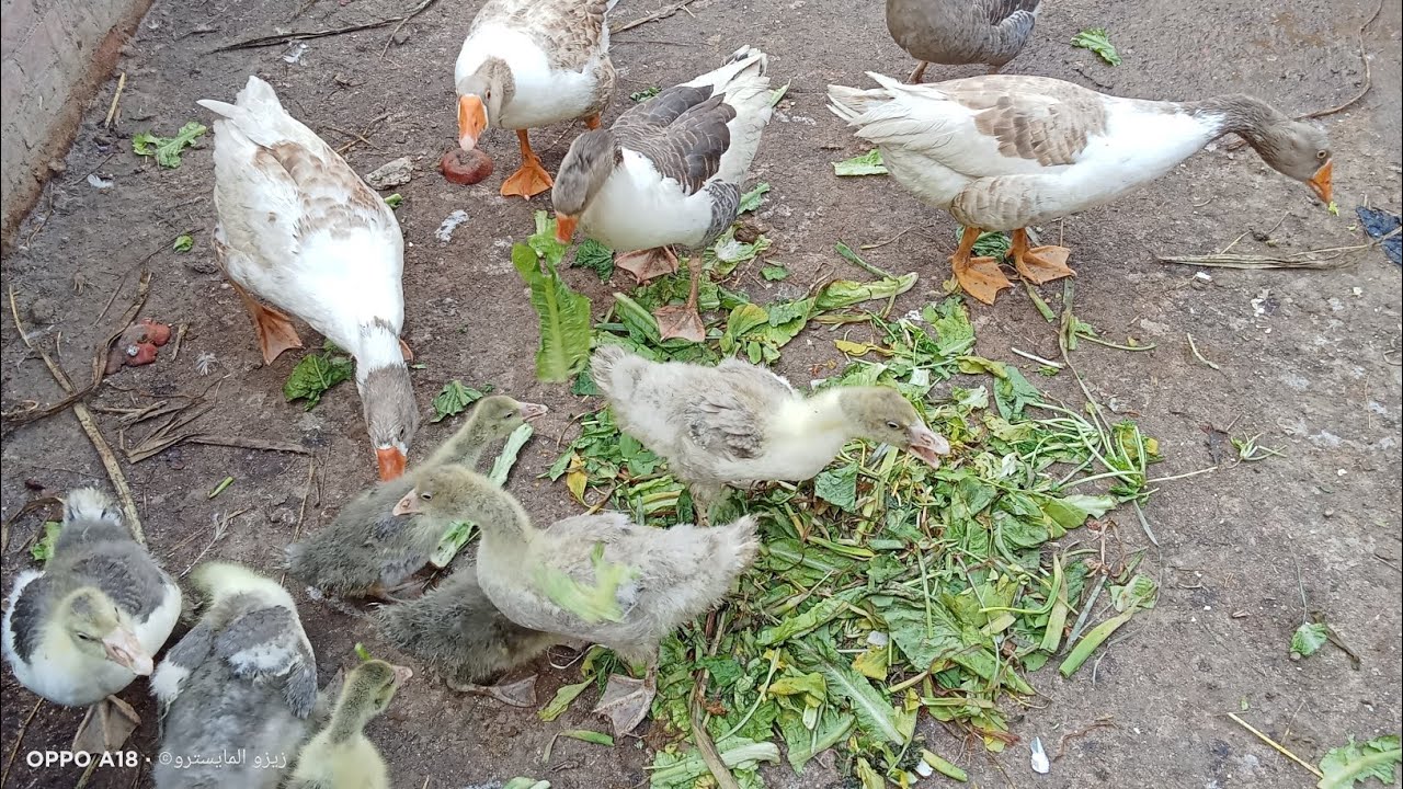 يانهار مفاجأت 💃💃تعالو بقا نفرح سوا ،ونجهز عش جديد للوز 