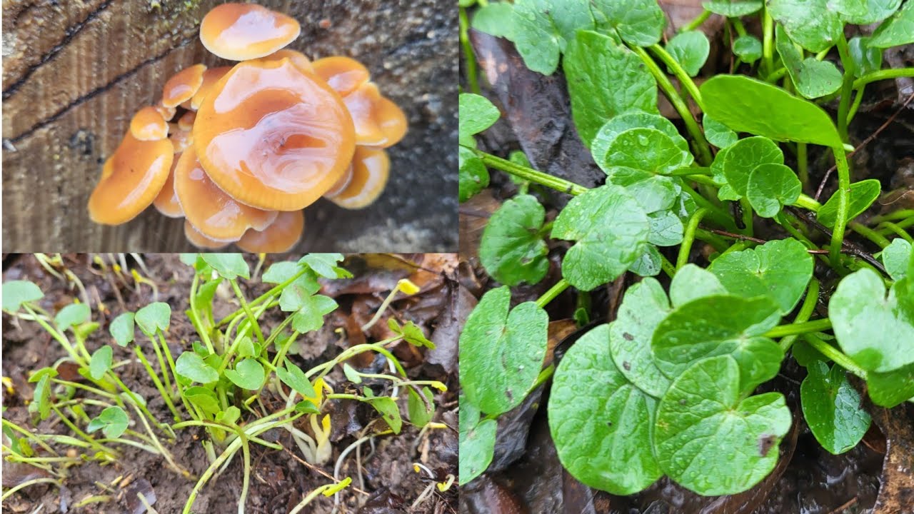 เก็บผักหนอกหรือบัวบกฝรั่งอ่อนๆพร้อมเห็ดหูหนูป่าธรรมชาติ