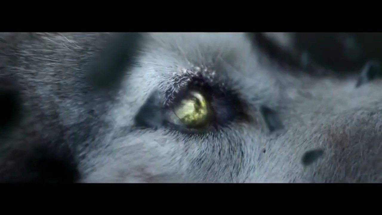 Lone Wolf Amazing Motivational  Video