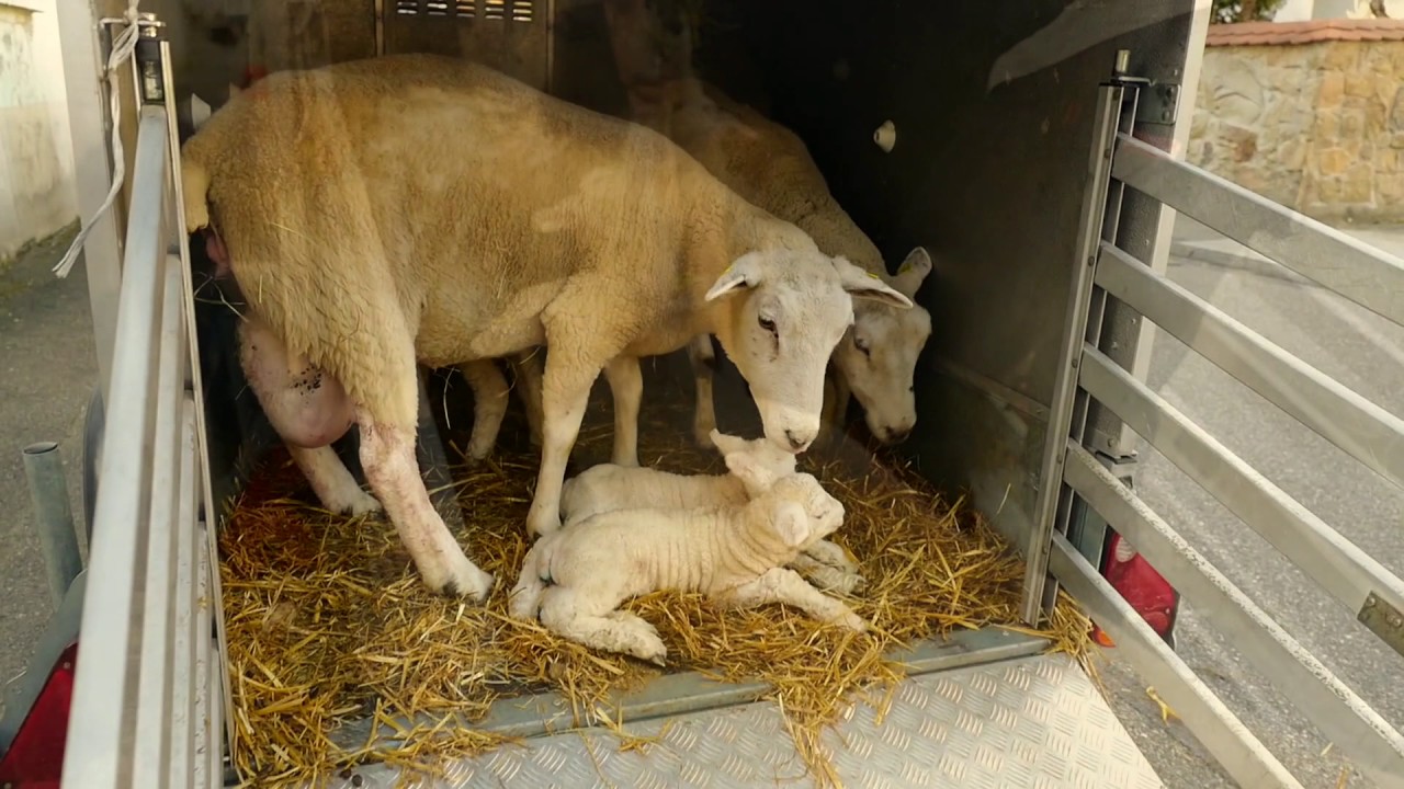 Das Hueteteam - Lammzeit 2017