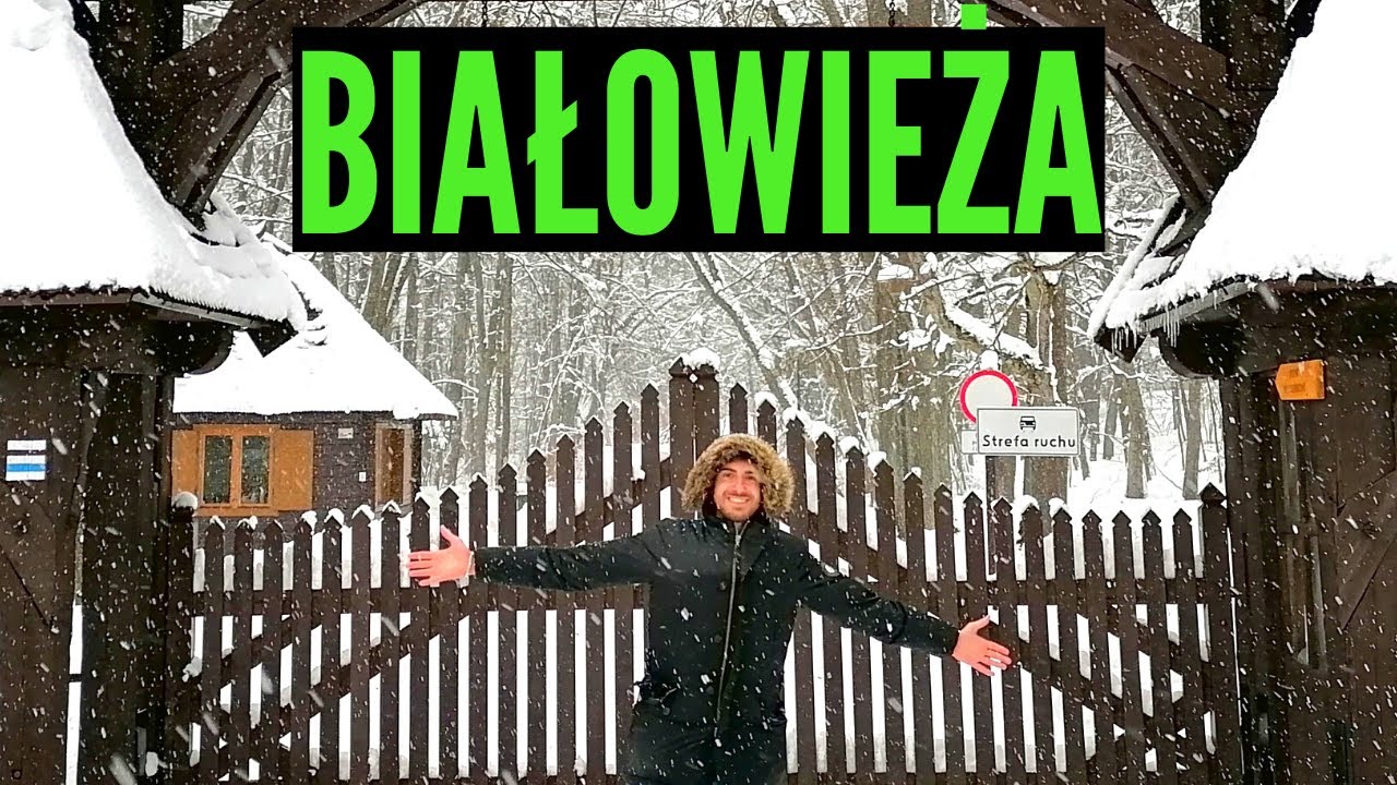 La Foresta dei Bisonti Europei: Białowieża! (PARTE 1)