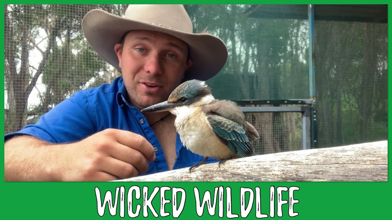 The Sacred King Fisher