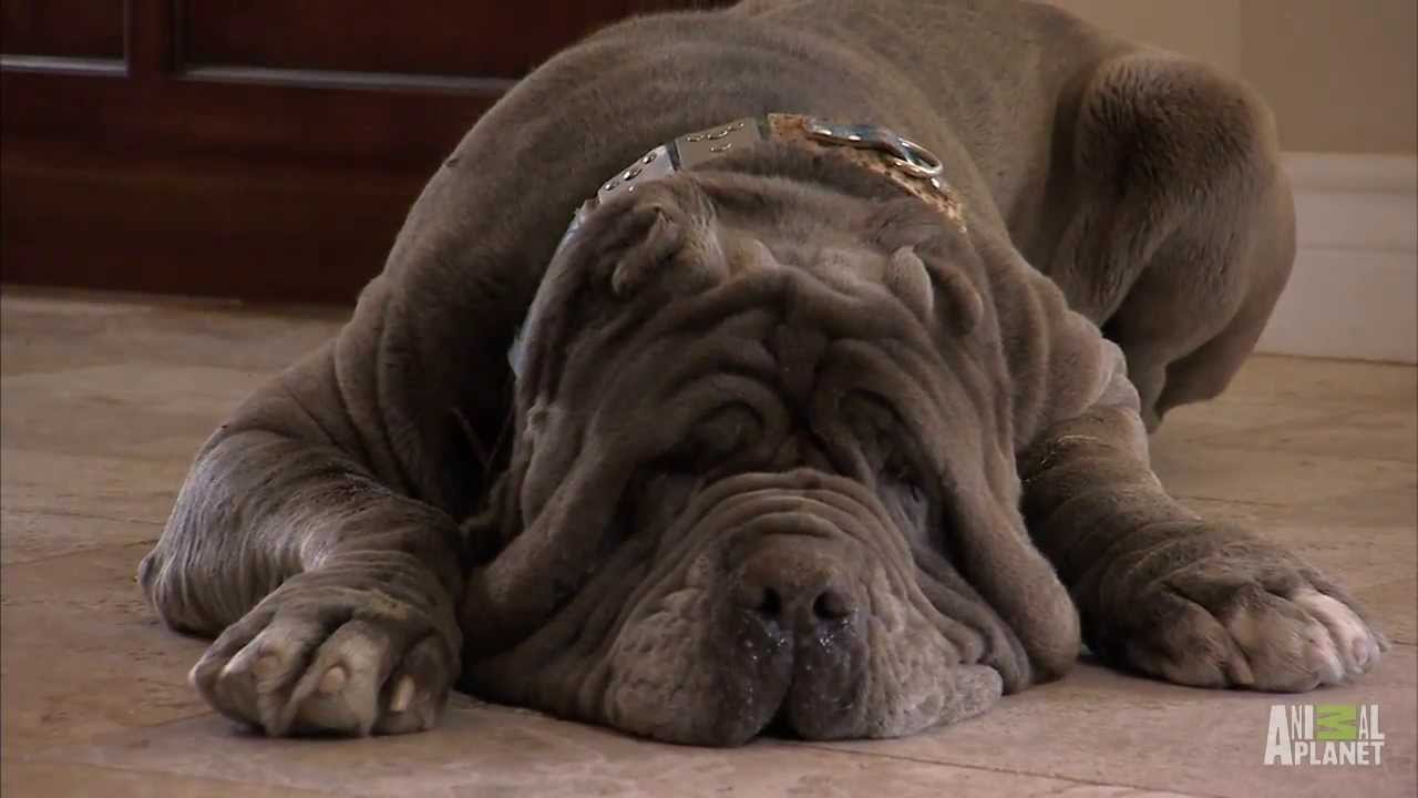 Neo Mastiff Puppies Play Hide-and-Seek from Dad | Too Cute!