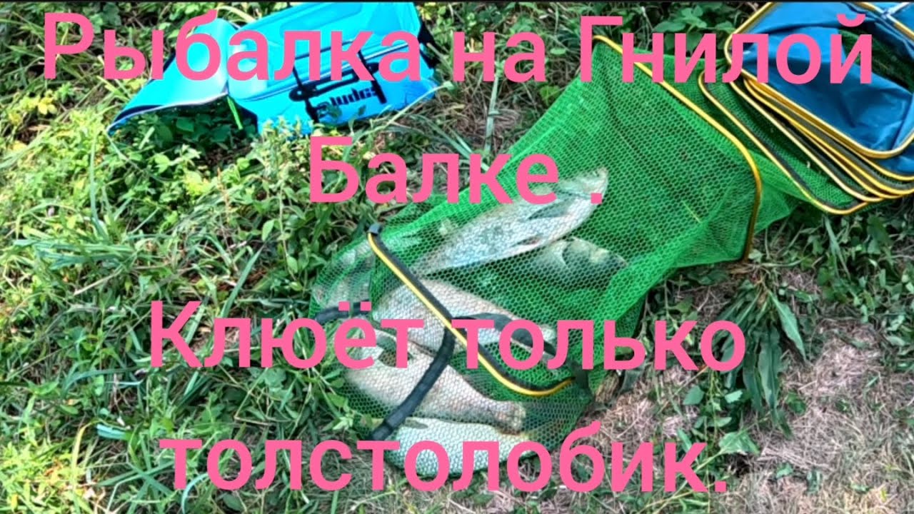 Рыбалка на Гнилой Балке. Клюёт только толстолобик.