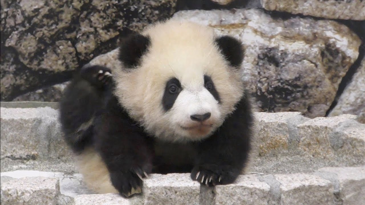 【ず~っとカイカイ✨】🐼彩浜🌈ココがあちしのベッドでしゅ💕【赤ちゃんパンダ】Giant Panda -Saihin-☆favorite place
