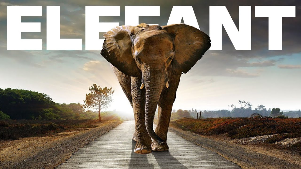 ELEFANTUL Are Degete In Trompa