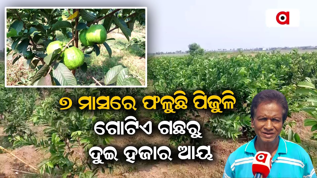 Guavas Cultivation Brings Success To This Cuttack Farmer; Know His Earnings
