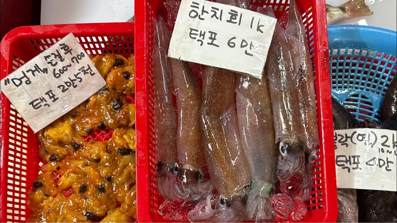 #모둠회  #한치회 #반건조아귀 #문어 #물메기 #아나고구이 #반건조참가자미