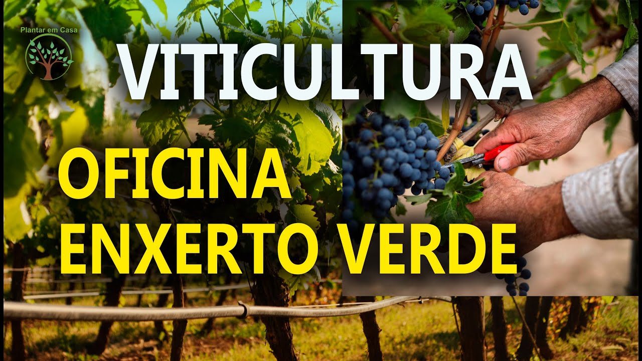 Oficina de Enxerto Verde e Troca de gemas de Uva