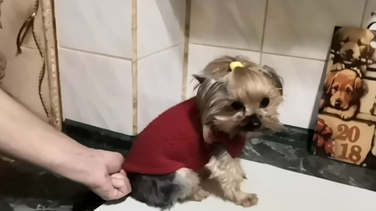 Свитер спицами  для собаки.