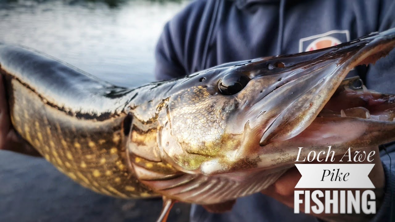 Loch Awe pike fishing