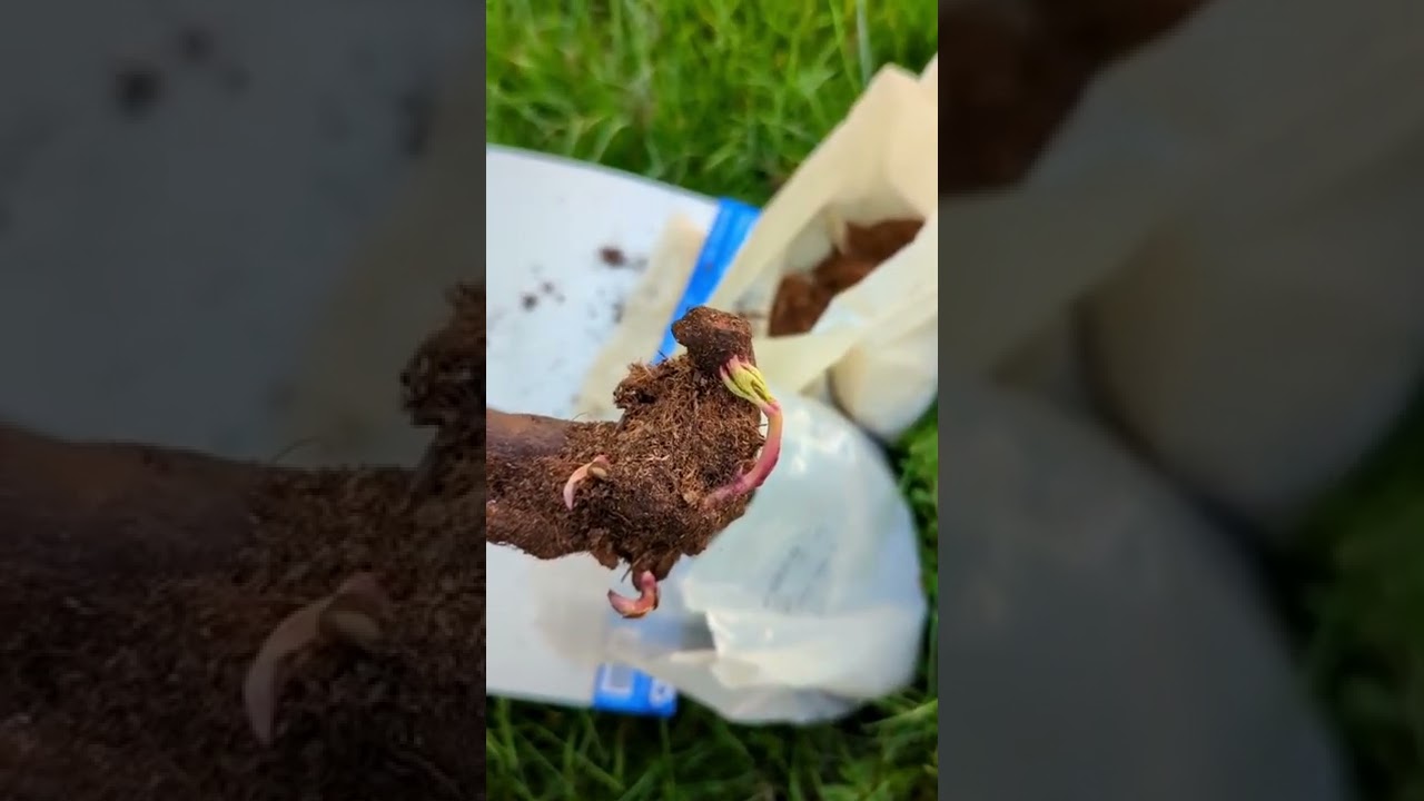 🌸 Planting Peonies 🌸