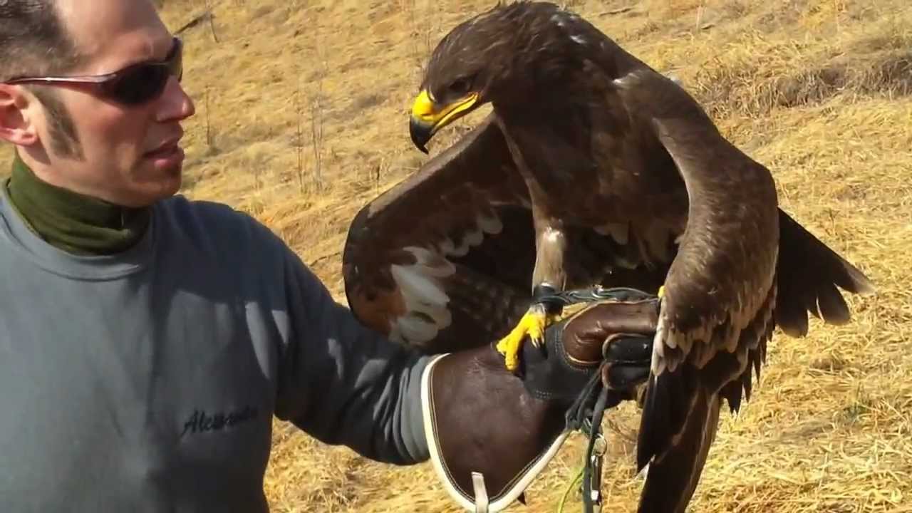 Aquila nipalensis in volo hd.mp4