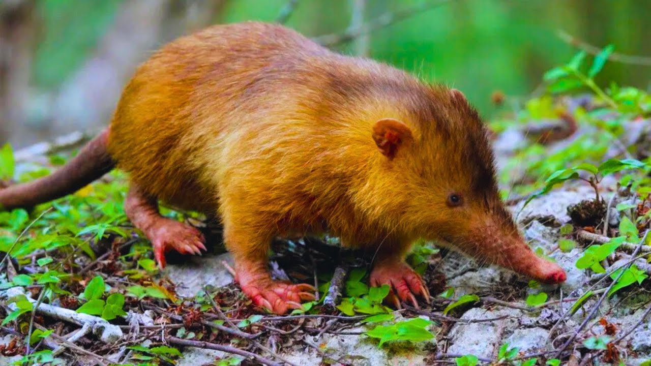 Things You Didn't Know: The Surprising Solenodon