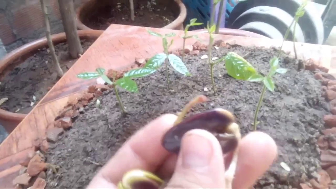 Germinaci&oacute;n semilla de guaba , guama o inga