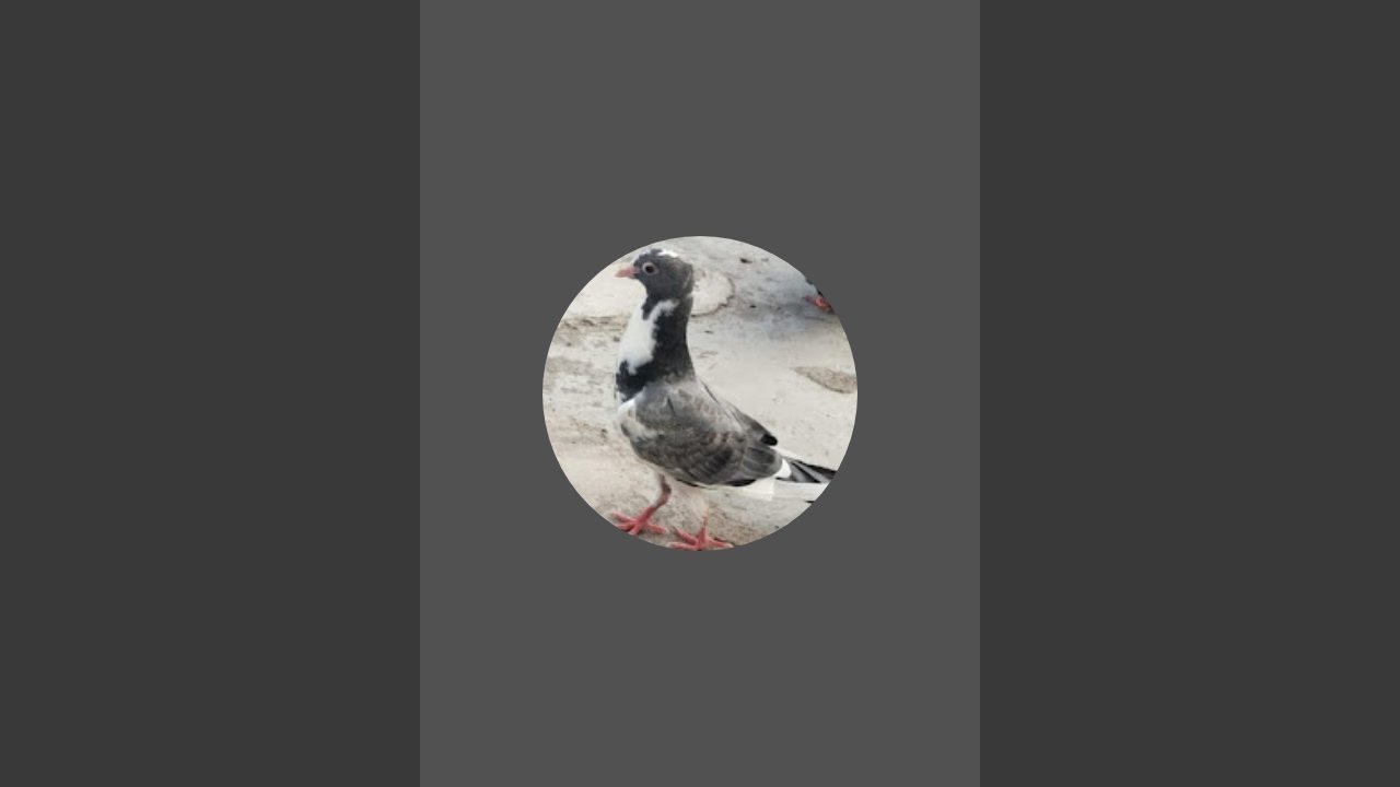 #puzzle#IQ#maths#vira live #brain test