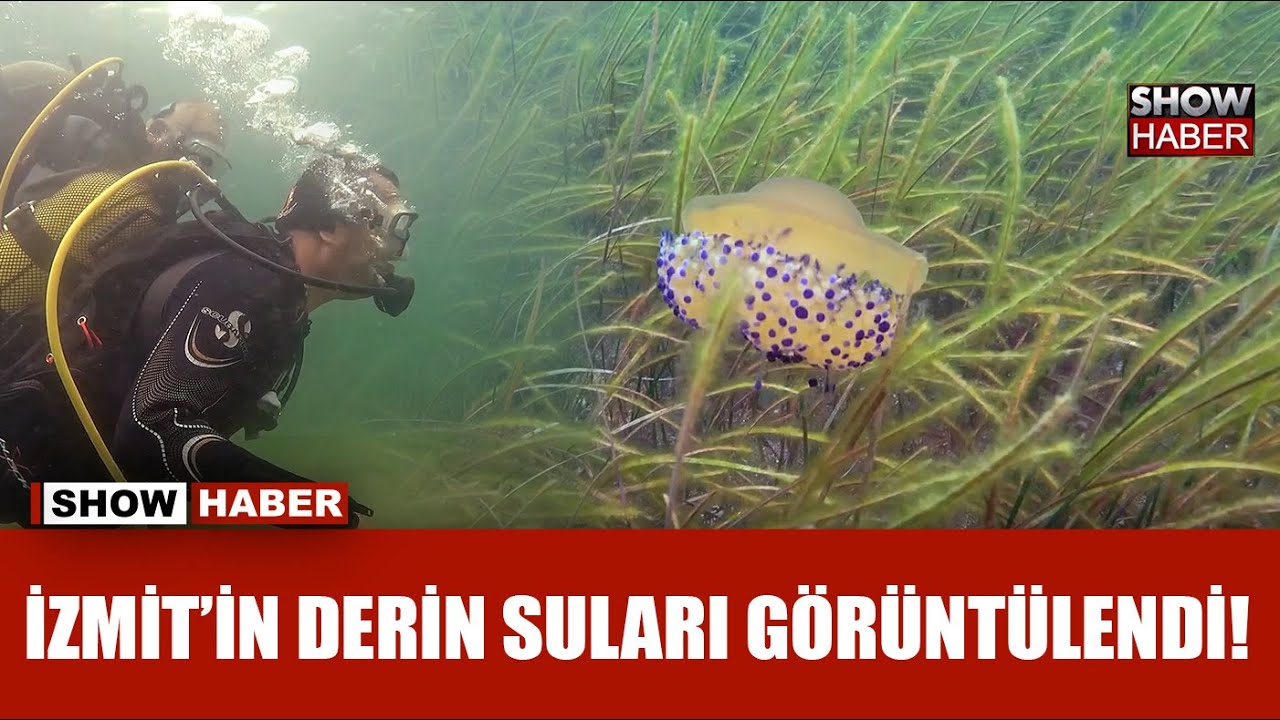 İzmit Körfezi'ndeki deniz çayırları görüntülendi!