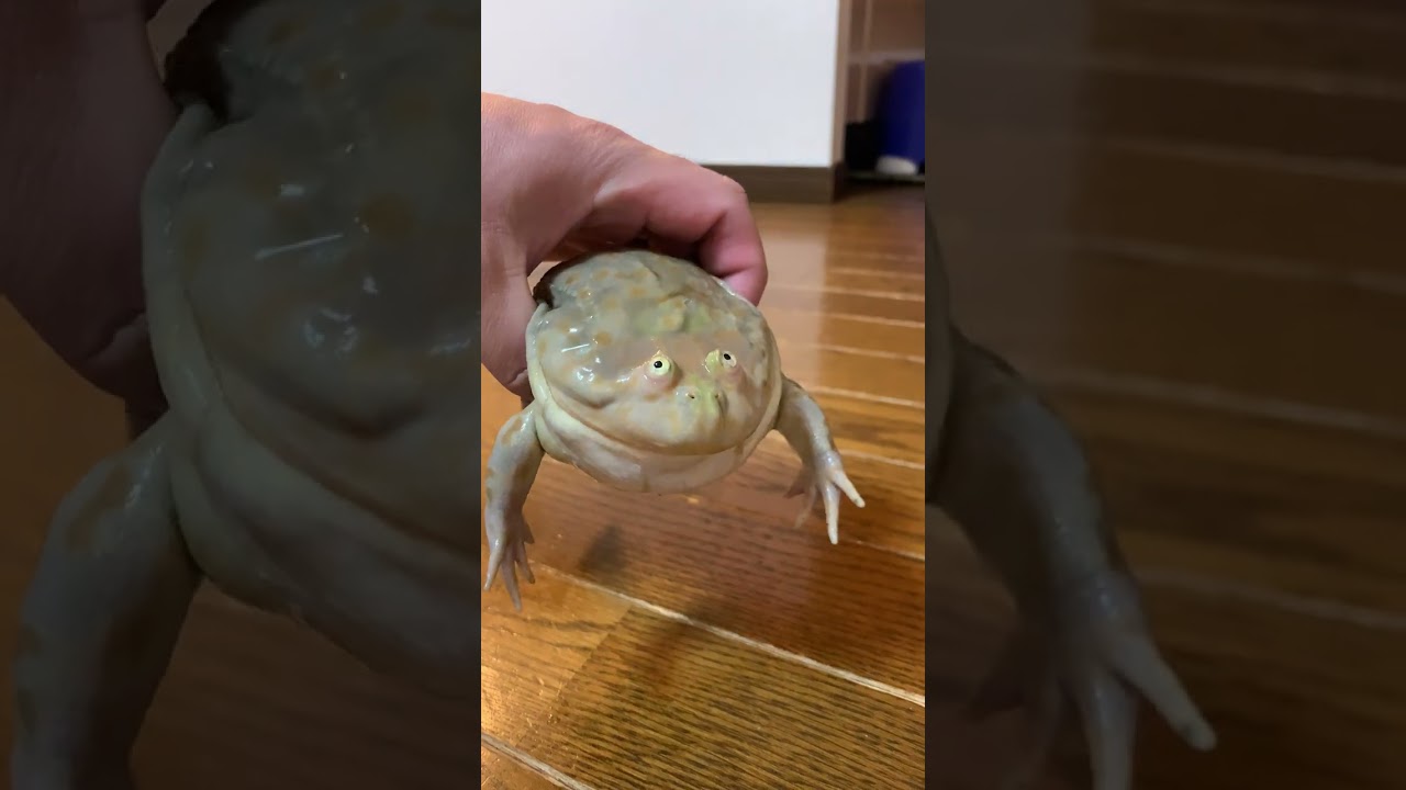 カエルのウタ？