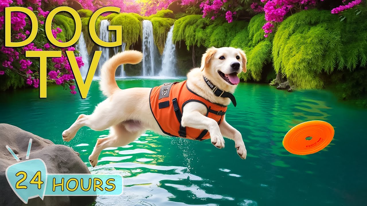 DOG TV for Dogs to Watch: Stress-Free & Anti-Boredom Solution for Dogs a Alone - Best Music for Dogs