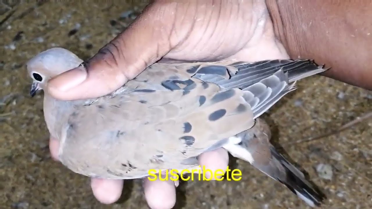 diferencia entre palomas y tortolas