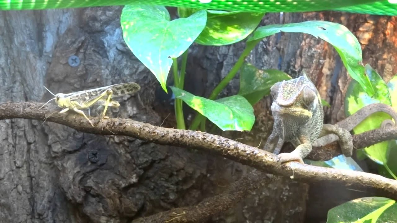 Kameleon Lamparci vs młoda Szarańcza Wędrowna