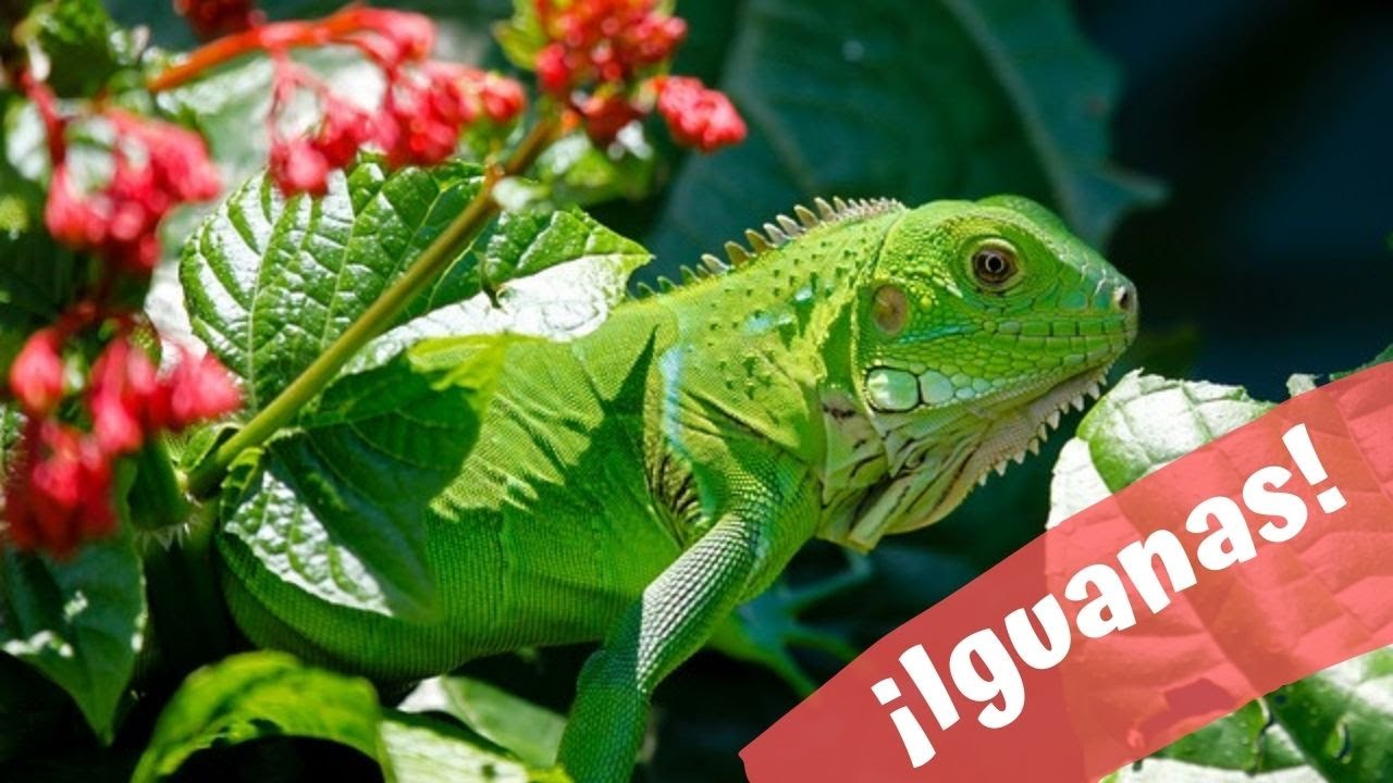 ¿Te gustan las iguanas? ¡Descubre cómo cuidarlas!