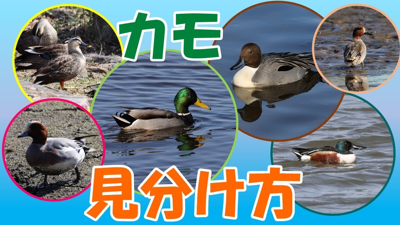 カモの見分け方【カルガモ、マガモ、オナガガモ、コガモ、ヒドリガモ、ハシビロガモ】