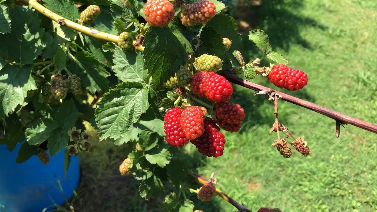 CONTAINER BLACKBERRIES - PRIME ARK FREEDOM and PONCA BLACKBERIES - YEAR 3 IN WICKING TUBS