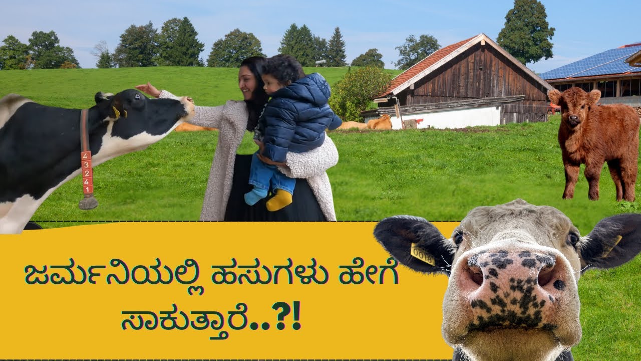 How’s Germany diary industry | cow Farming in Germany 🇩🇪  