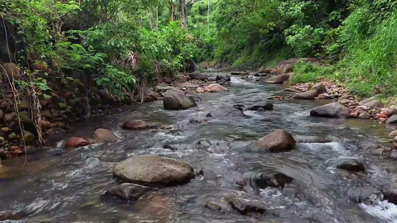 Serene Nature River in Lush Tropical Surroundings