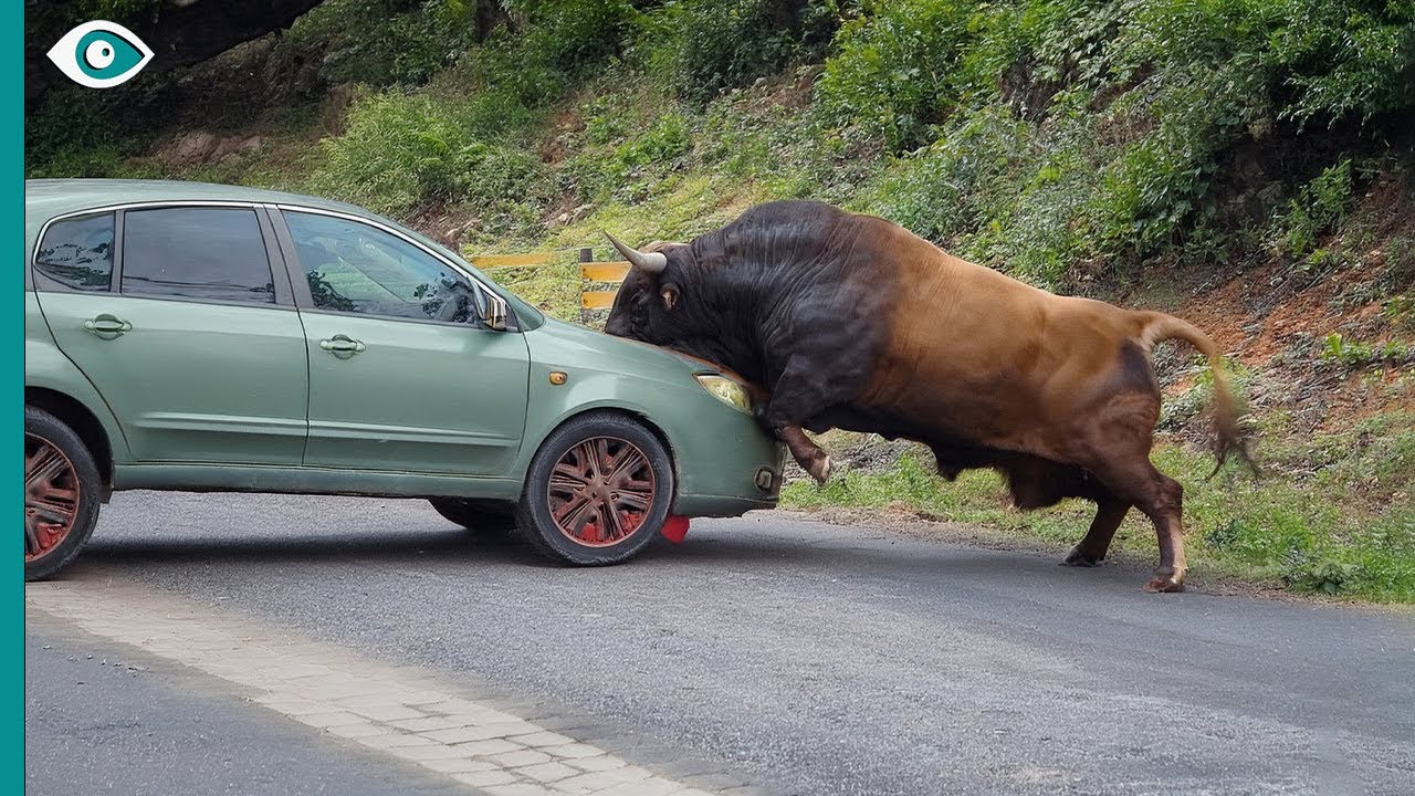 Когда быки выходят из-под контроля... снято на камеру!