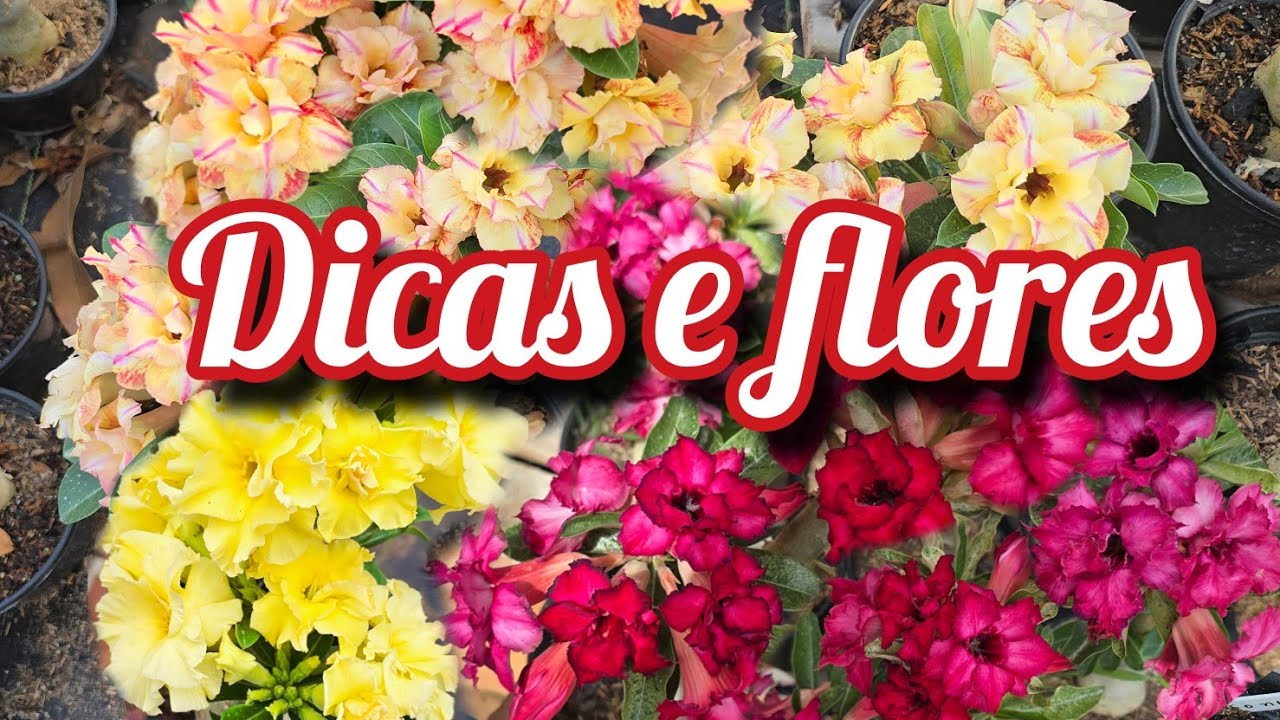 Dicas IMPORTANTES para um bom desenvolvimento, mudas de envios e muitas flores rosa do deserto.