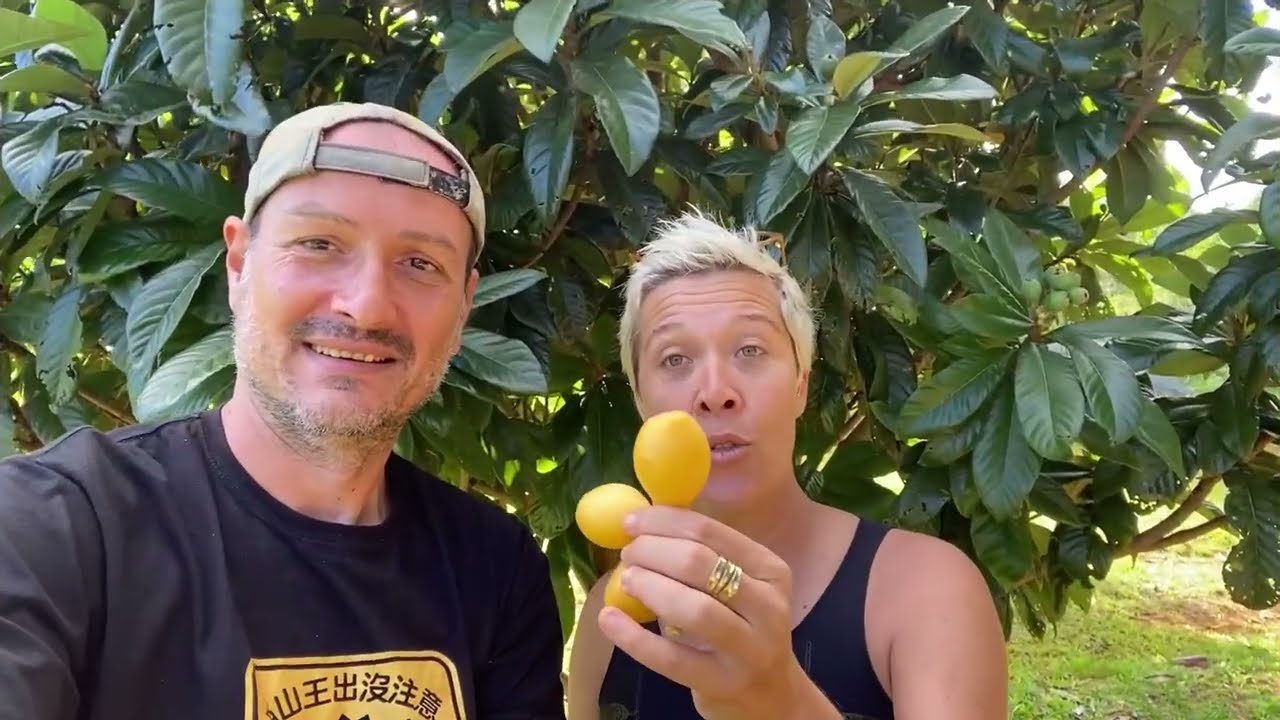 Loquat, Nèfle du Japon ou Bibace