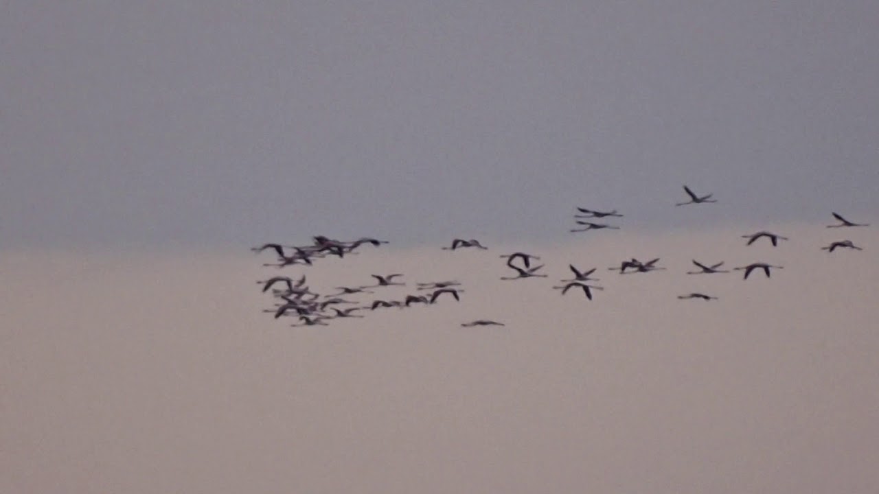 Flamingos sobre santa luzia Tavira