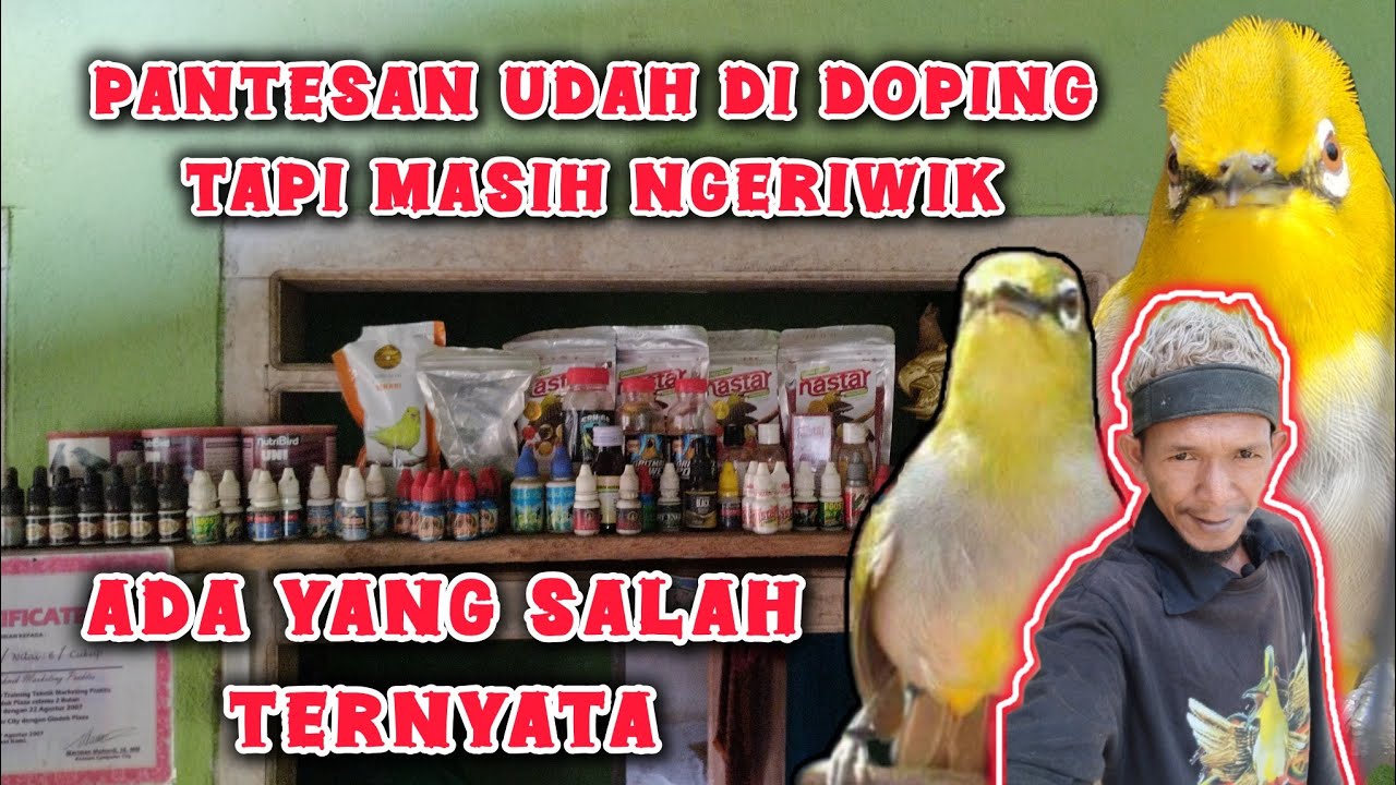 cara menggunakan doping untuk pleci bahan agar bukpar