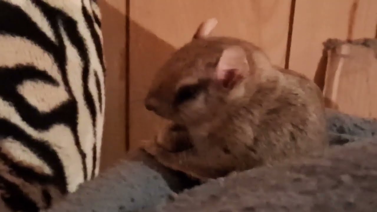Frankie the flying squirrel having a nap on my feet 2