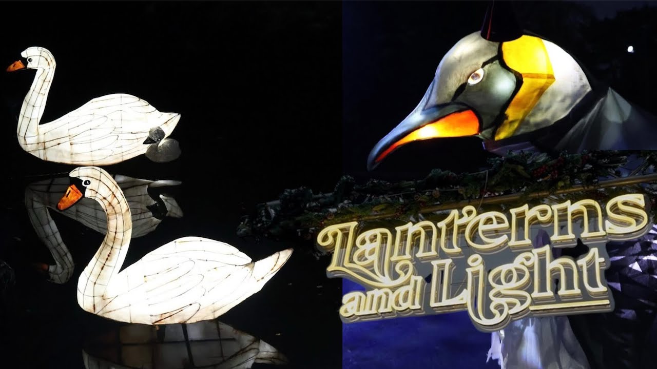 Lanterns and Lights Trail at Chester Zoo January 2026