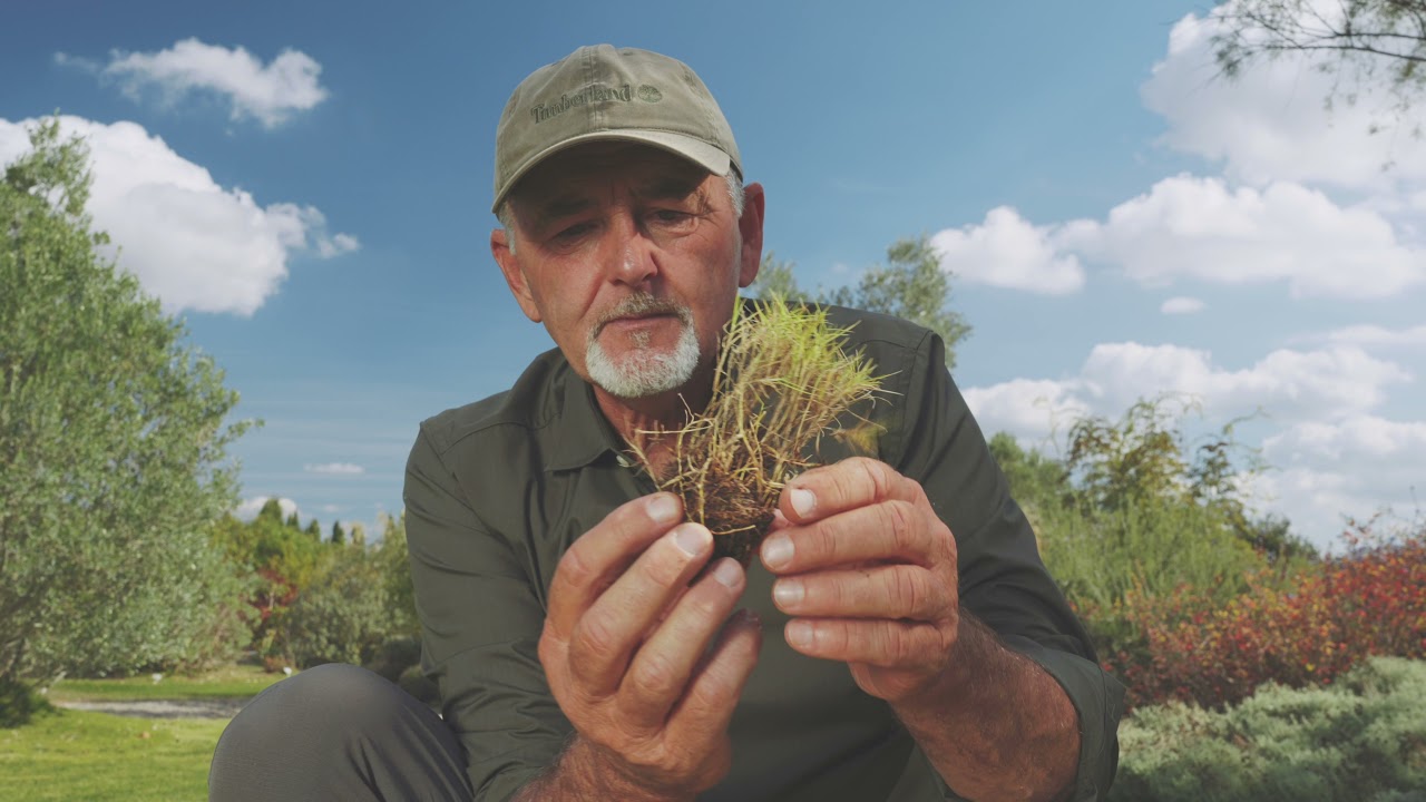 Zoysia tenuifolia: Alternativa al prato all'inglese